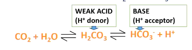<p>• Most important buffer system in the blood is based on chemical interactions between CO<sub>2</sub> and HCO<sub>3</sub><sup>-</sup></p><ul><li><p>Large amounts of HCO<sub>3</sub><sup>-</sup> in the blood (24 mM/L)</p></li><li><p>Reactions are reversible, so is dependent on what is on each side of the equation</p></li></ul><p></p>