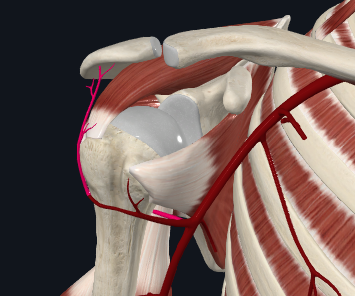 <p>What artery is this</p>