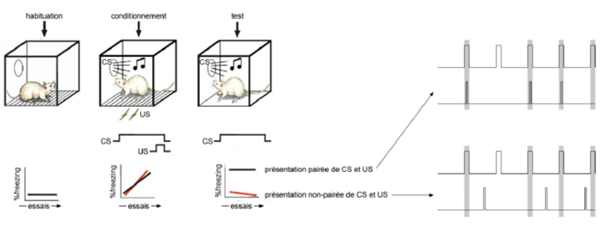 -on pace un rat dans la cage de Ledoux avec une petite période d'habituation
-l'animal se met progressivement à répondre au stimulus neutre (bruit) par des comportements semblables aux comportement déclenchés par le stimulus menaçant (décharge)
-il s'agit d'une réaction de freezing (immobilité) avec une augmentation de la pression artérielle
-ceci a permit à Ledoux d'étudier les structures et les connexions nécessaires à l'instauration d'une peur conditionnée