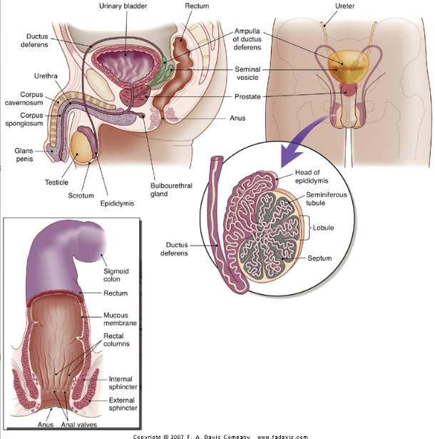 <p>scrotum, testes, vas deferens, spermatic cord, seminal vesicles, bulbourethral gland, prostate, epidiymis, kidney, ureter, bladder, urethra, penis, glans penis, inguinal area</p>