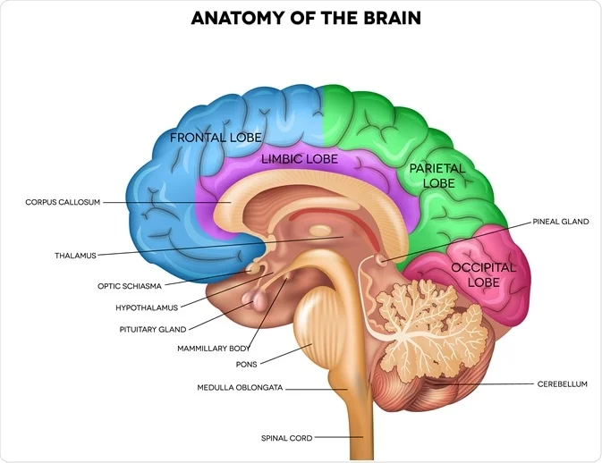 <p><strong>Right of the brain</strong></p>