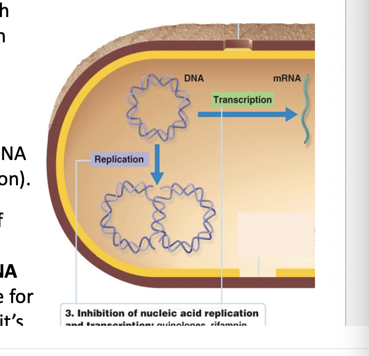 <p>Some <strong>antibiotics interfere with the process of DNA replication and transcription </strong></p><ul><li><p>No RNA synthesis ( transcription inhibited) </p></li><li><p>No DNA synthesis ( DNA replication inhibited) </p></li><li><p>Antibiotics bind to enzymes inhibit activity </p></li></ul><p></p>