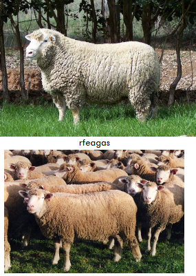 term image