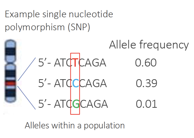 <ul><li><p><strong>Whole genome sequencing</strong> to find mutations: expensive and not yet feasible to perform for every subject in large studies</p></li><li><p><strong>Single nucleotide polymorphism</strong> database use existing data with known locations of mutations present in the general population: cheaper and only part of gene</p><ul><li><p>Single Nucleotide Polymorphism(SNP) are point mutations</p></li></ul></li></ul><p></p>