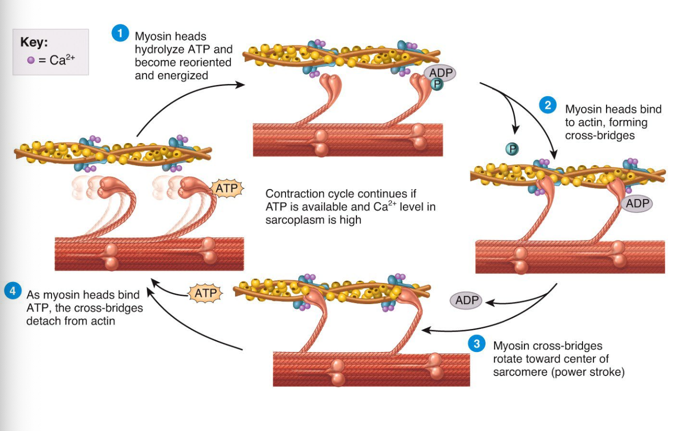 <p>The contraction cycle</p>
