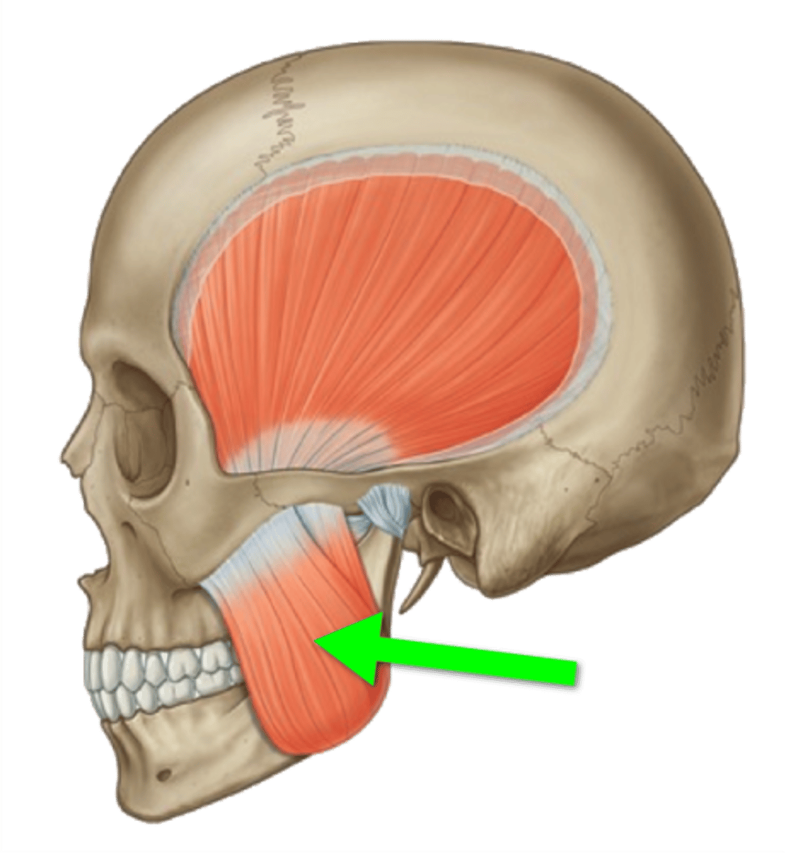 <p>2/3 of the zygomatic arch</p>