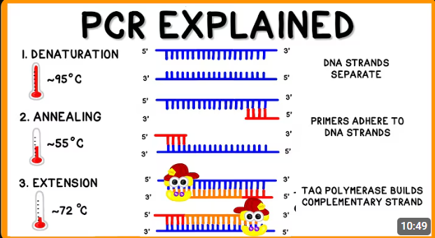 <p>Outline the steps of Polymerase Chain Reaction (PCR) </p>