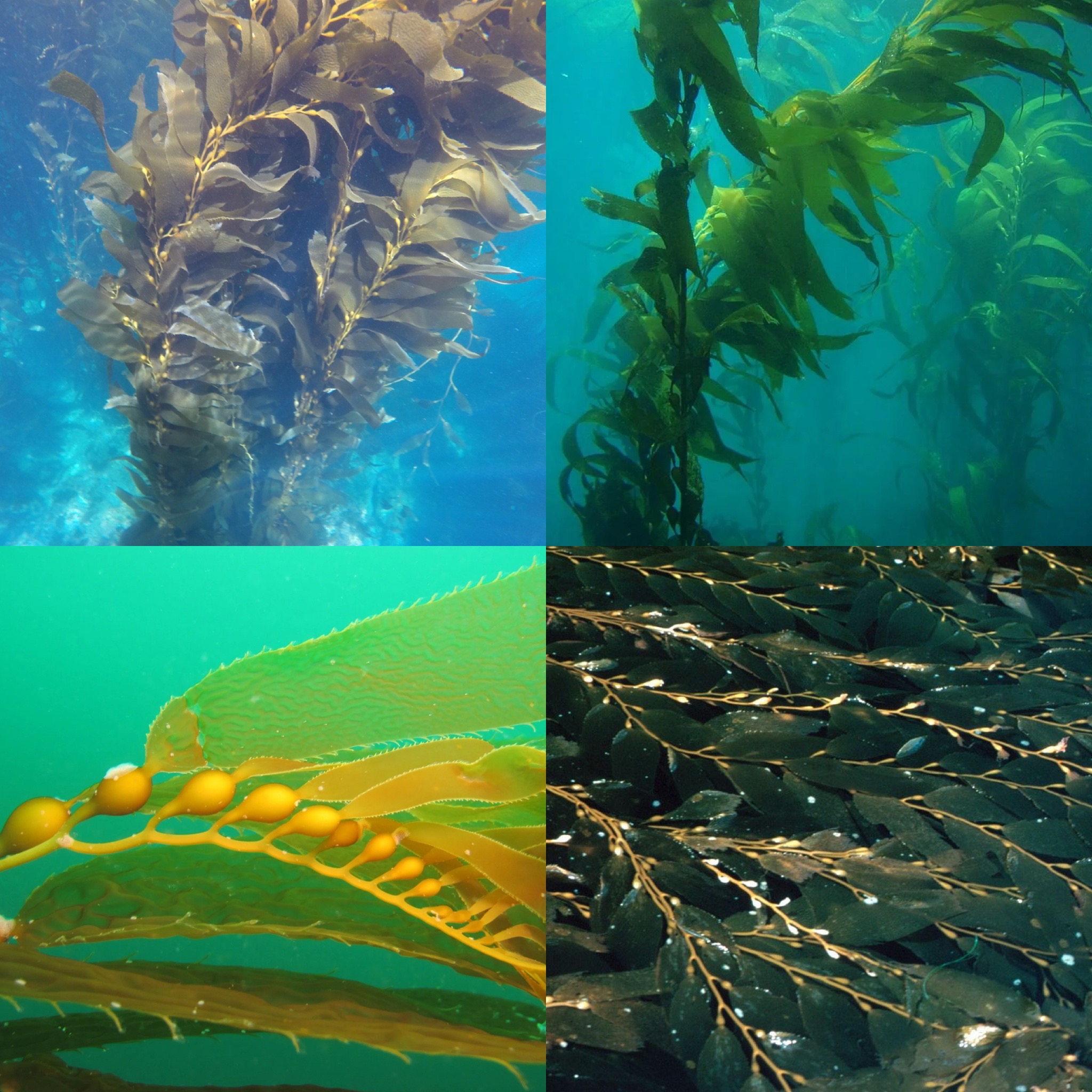 <p>Identify Domain, Major Clade, Kingdom? Clade, Group?, Genus?</p>