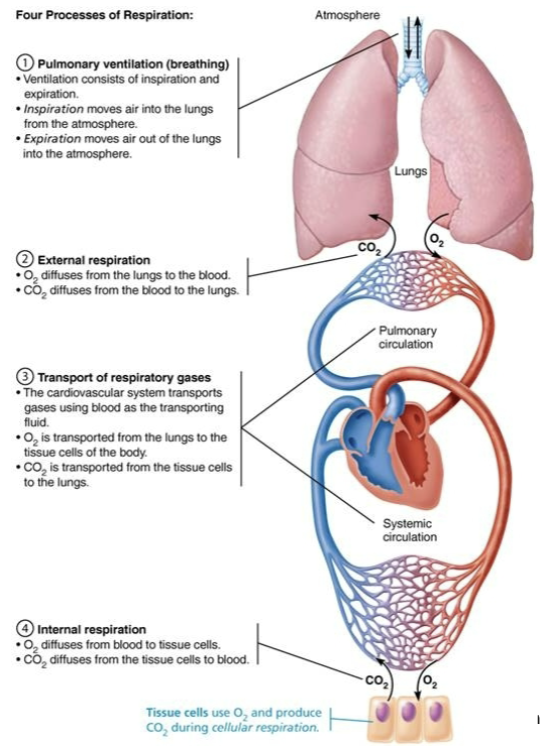 <ul><li><p>Occurs between <span style="color: purple;"><strong><mark data-color="purple" style="background-color: purple; color: inherit;">lungs and blood</mark></strong></span> as well as <span style="color: purple;"><strong><mark data-color="purple" style="background-color: purple; color: inherit;">blood and tissues</mark></strong></span></p></li><li><p>Both process are subjected to </p><ol><li><p>Basic properties of gases </p></li><li><p>Composition of alveolar gas </p></li></ol></li></ul><p></p>