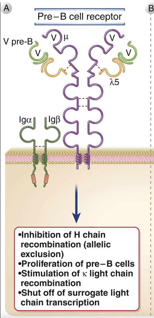 <ul><li><p>composed of <strong>μ H chain + surrogate L chain (λ</strong><span>5 + VpreB), with Iga/IgB for signaling</span></p></li><li><p><span>signals without antigen -</span><strong><span> ligand-independent activation </span></strong></p></li><li><p><span>outcomes of signaling:</span></p></li></ul><p>i. stops heavy-chain rearrangement (allelic exclusion)</p><p>ii. induces proliferation of pre-B cells</p><p>iii. triggers light chain (k then λ) gene rearrangements</p><p>iv. turns off surrogate-chain transcription</p>