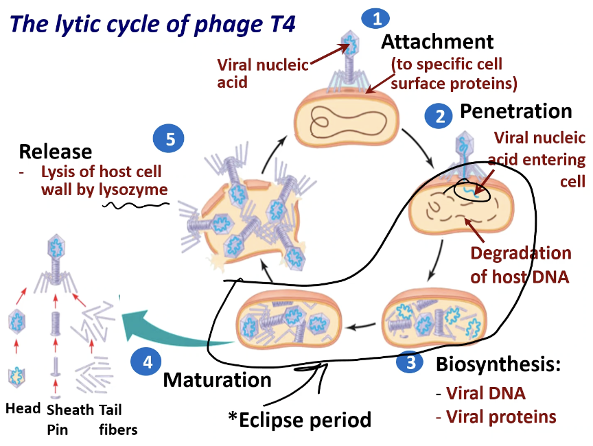 <p>Lytic Cycle</p>