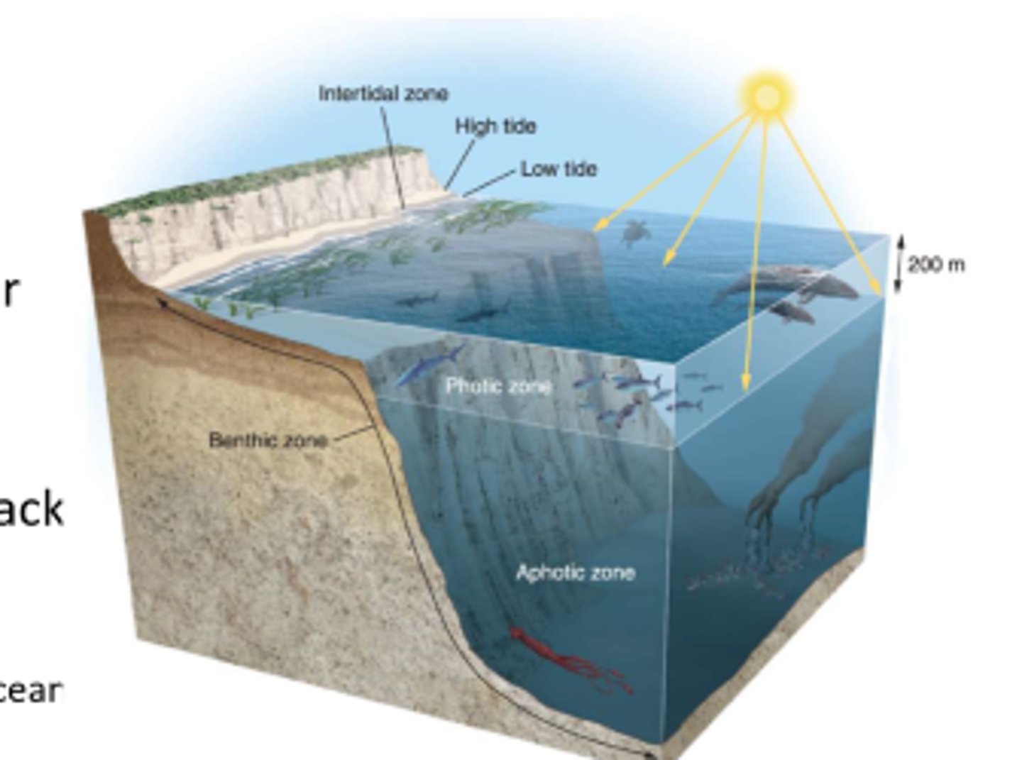 <p>the upper layer of ocean water in the open ocean that receives enough sunlight for photosynthesis</p>