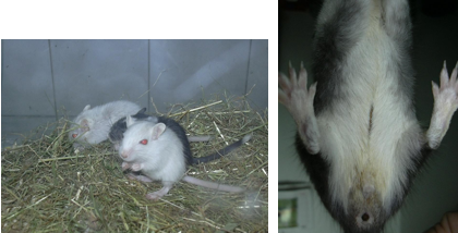 <p><span>Most common species kept = <strong>Mongolian gerbil </strong>(<em>Meriones unguiculatus</em>) </span></p><p><span>Desert adapted species</span></p><p><span>Social</span></p><p><span>Myomorph rodents </span></p><p><span>Lifespan 3-5y </span></p><p><span>Ventral scent gland </span></p><p><span>Pelleted diet</span></p><p><span>Can also slip their tail</span></p>