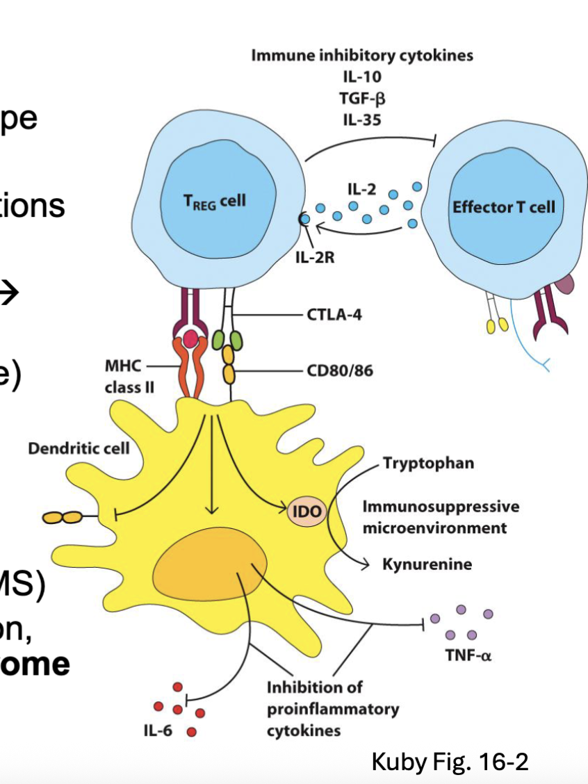 <p><strong><span>FoxP3</span></strong><span> drives an immunoregulatory T cell phenotype</span></p><p><span>Tregs suppress immunity by several mechanisms:</span></p><ul><li><p><strong><span>TGFβ</span></strong><span> and </span><strong><span>IL-10</span></strong><span> → inhibit APC and T cell functions</span></p></li><li><p><span>Express high levels of CD25 → soak up IL-2</span></p></li><li><p><span>Upregulate </span><strong><span>CTLA4</span></strong><span> → binds CD80 and CD86 → inhibitory signal</span></p></li><li><p><span>Induce </span><strong><span>IDO</span></strong><span> (converts tryptophan → kynurenine)</span></p></li><li><p><span>Inhibit inflammatory </span><strong><span>cytokine</span></strong><span> production (IL-6, TNF)</span></p></li><li><p><span>Downregulates </span><strong><span>CD80/ CD86</span></strong><span> expression</span></p></li></ul><p><span>Acquired Treg dysfunction → autoimmunity (RA, MS)Mutations in FoxP3 → </span><strong><span>IPEX</span></strong><span> (Immune dysregulation, Polyendocrinopathy, Enteropathy, X-linked) </span><strong><span>syndrome </span></strong><span>→autoimmune symptoms (neonatal T1D, IBD, dermatitis)</span></p><p></p><p>CTLA4 is inhibitory to the DC and upregulates IDO</p>