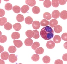 <p>1% of circulating WBC (<span>0.1-0.4x10^9/L)</span>, involved in targeting macroparasites and limiting allergic responses.</p>