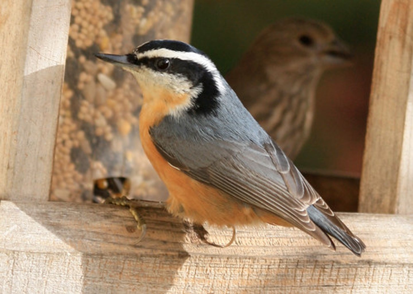 <p>Red-breasted Nuthatch</p>
