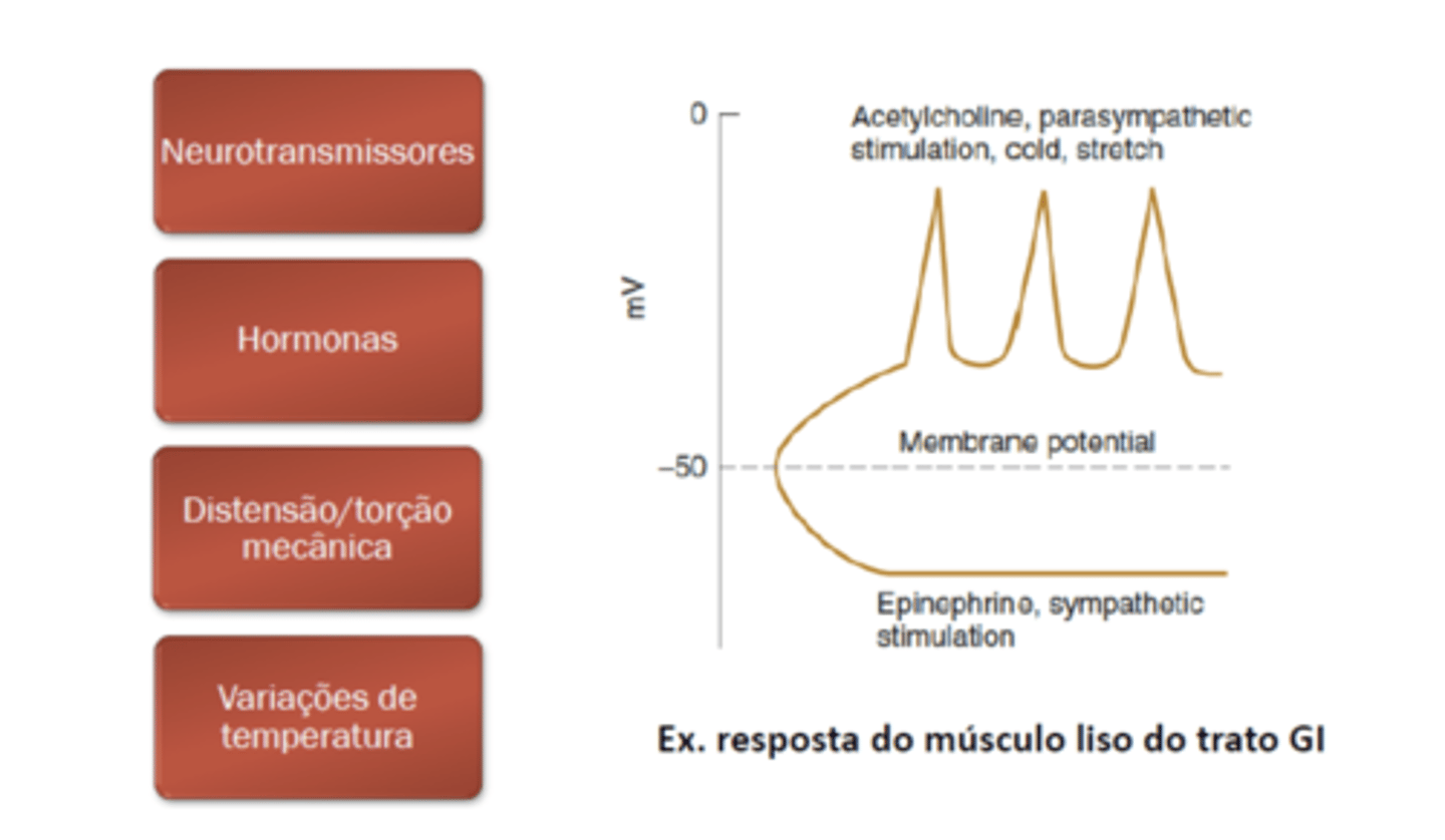 <p>musc liso comandado por sist autonomo</p>