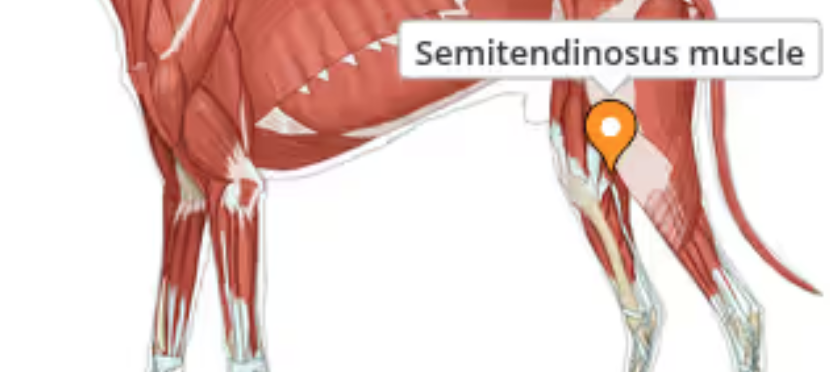 <p>Located on the back and inner aspects of the thigh. Functions to extend the hip, stifle and tarsus and flex the stifle when in a non weight bearing position.</p>