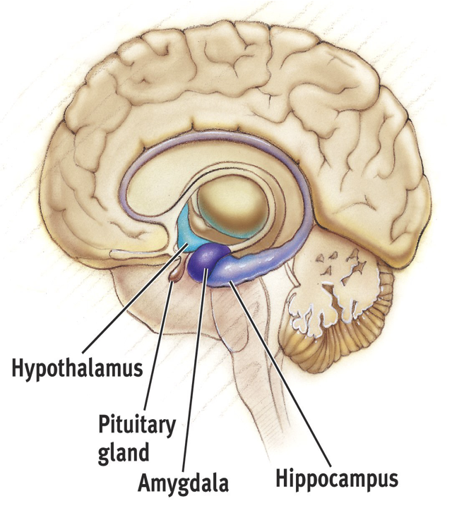 <p>The Limbic System</p>