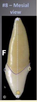 <p><mark data-color="blue" style="background-color: blue; color: inherit">maxillary central incisors #8 and #9; apex and crown alignment</mark></p>
