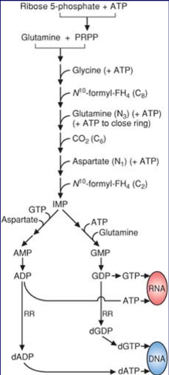 <p>produces 6 ATP (5 for dATP)<br><br>comes from ribose 5 phosphate, from pentose phosphate shunt<br>-glutamine + PRPP ---->IMP<br>-folic acid (N10 formyl FH4) important in 2 places<br>-if folic acid deficient->deficient in G and A nucleotide<br>-A can be supplemented</p>