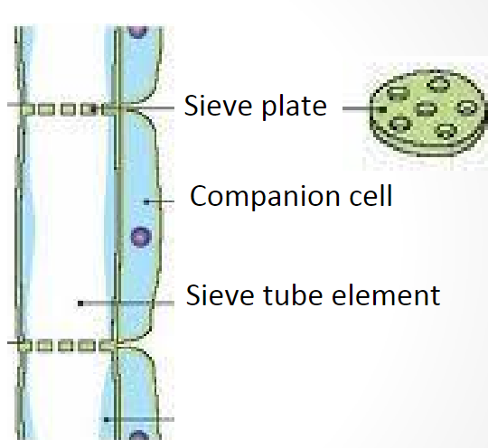 <p><span style="font-family: sans-serif">live cells with “no nucleus” Nucleus of the companion cell regulates sieve tube functions </span></p>