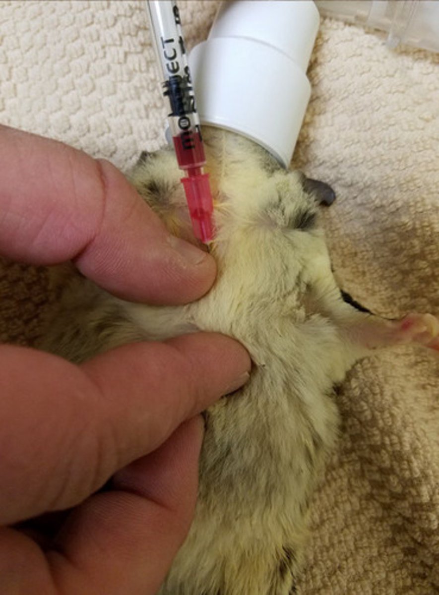 <p>When it comes to collecting blood, ____% of body weight can be collected MAX from sugar gliders</p>