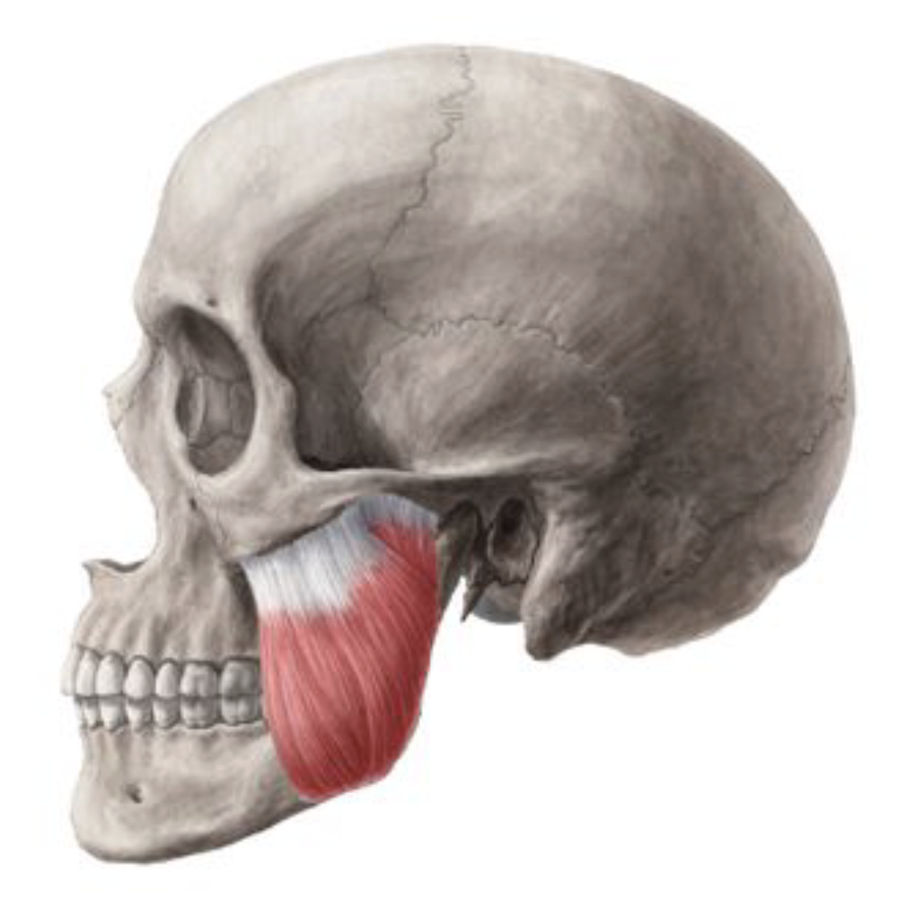 <ul><li><p>Chewing</p></li><li><p>Strongest muscle in the human body</p></li></ul><p></p>