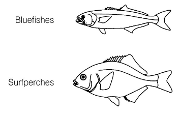 <p>These fishes are examples of _______ mouths: </p>