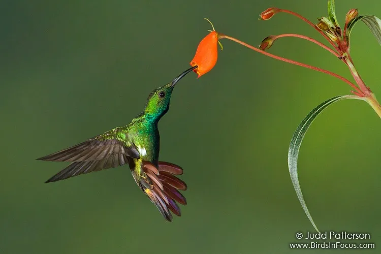 <p>Green-breasted Mango</p>