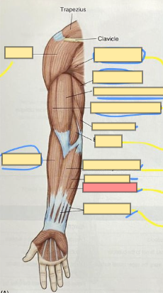 <p>moves the hand</p>