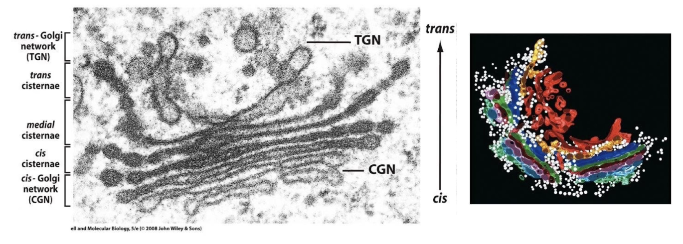 <ul><li><p>Not a single organelle, but a region made of stacked, flat sacs called <strong>cisternae</strong>.</p></li><li><p>Different Golgi parts:</p><ul><li><p><strong>Cis-Golgi network:</strong> vesicles from ER forming cis-cisternae (closest to ER).</p></li><li><p><strong>Medial cisternae:</strong> middle section.</p></li><li><p><strong>Trans-cisternae:</strong> furthest from ER, form trans-Golgi network vesicles.</p></li></ul></li><li><p>Cisternae are dynamic: vesicles constantly fuse and bud off.</p></li><li><p>Contains many mobile, spherical vesicles associated with the Golgi.</p></li><li><p>Golgi has resident proteins that modify transported proteins (post-translational modifications, PTMs).</p></li></ul><p></p>