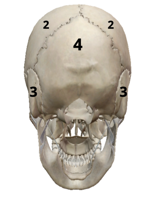 <p>What bone is 4?</p>