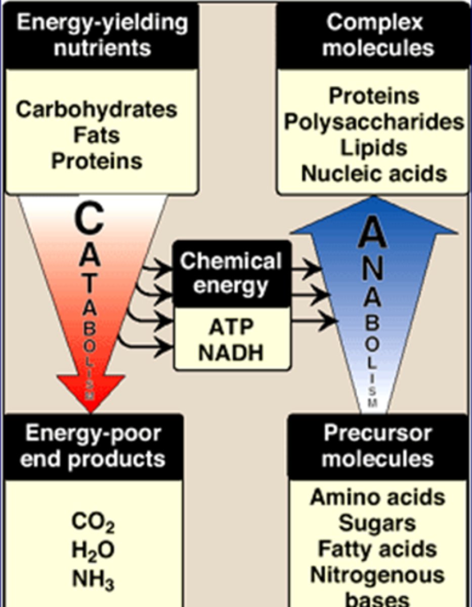 <p>Energy-yielding nutrients->energy-poor end products<br>-Carbs, Fats, Proteins->CO2, H2O, NH3<br>-releases ATP, NADH needed for anabolism<br>-makes smaller molecules</p>