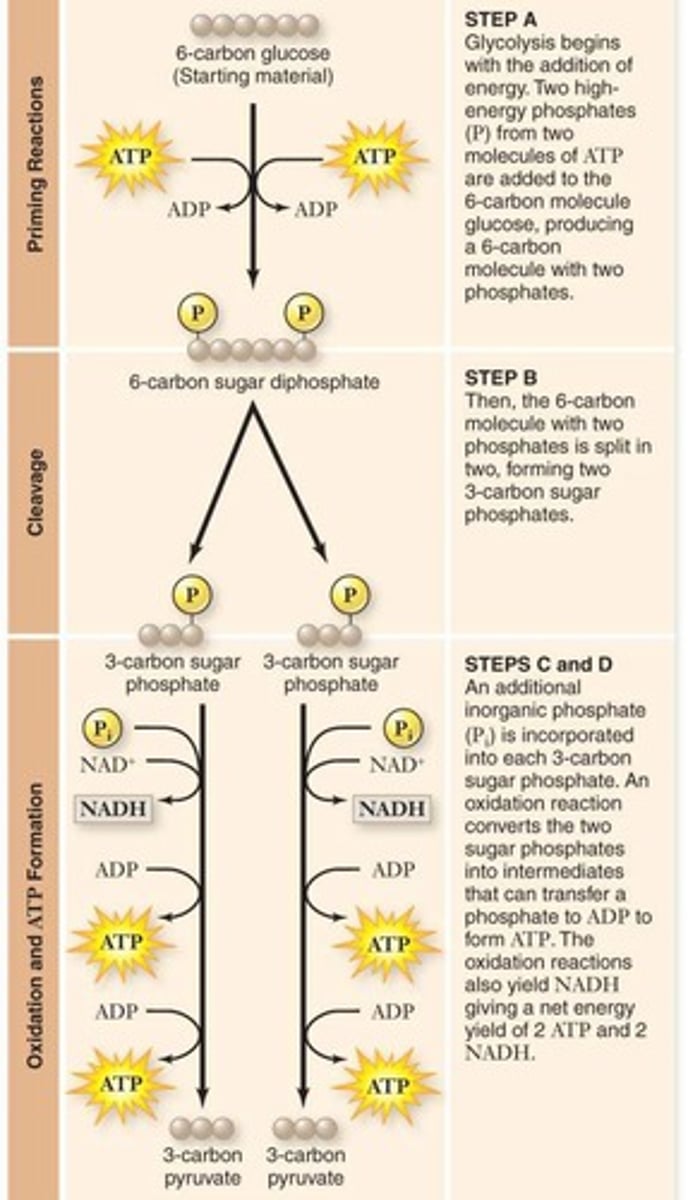 <p>10-step pathway converting glucose to pyruvate.</p>