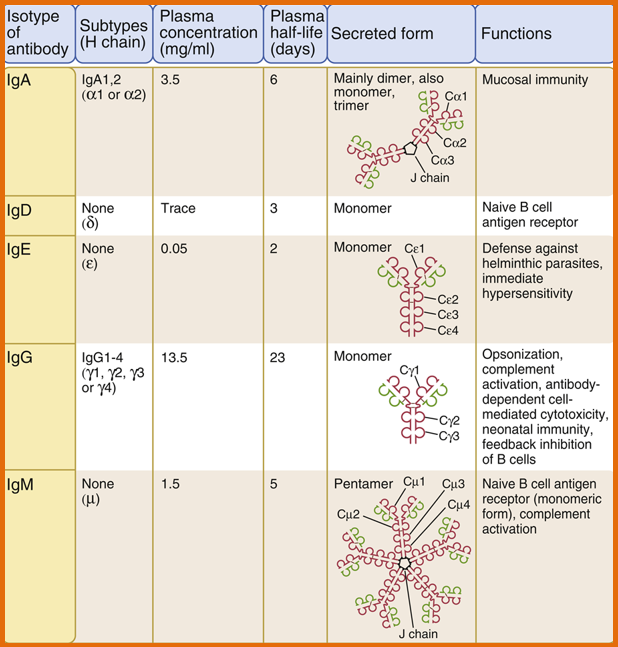 <p>Antibodies can exist as <strong>monomers</strong> (single Ig molecules) or <strong>multimers</strong> (multiple Ig molecules joined together).</p>