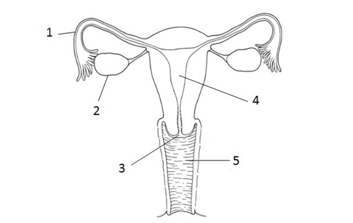 <p>What is the part labelled 5?</p>