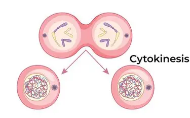 <p>cell splits into 2 haploid cells </p>