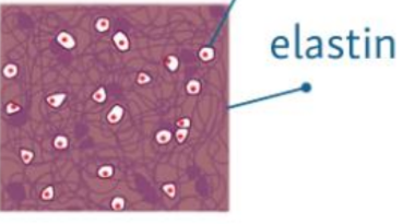 <p>modra sipka chondrocyty</p><p>boltec (usi), hrtanova priklopka</p>
