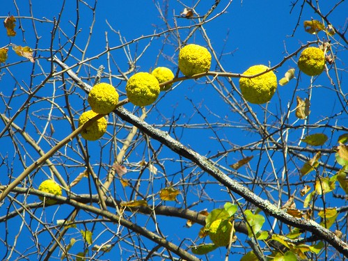 <p>(Maclura pomifera)</p>