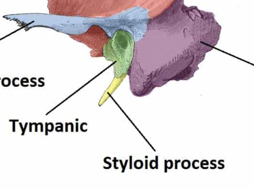 <p>A raised area or projection</p>