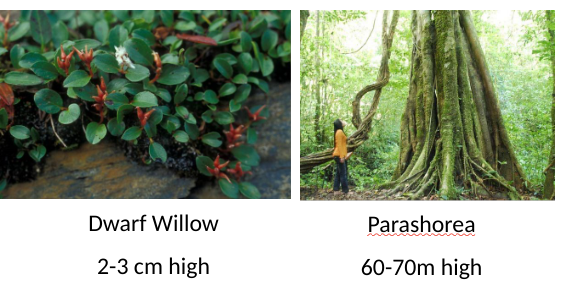<p>What are both of these growths fuelled by?</p><p>Carbon flow to fungi is rapid. What % of C do ectomycorrhizas receive from netcarbon fixation by trees?</p>