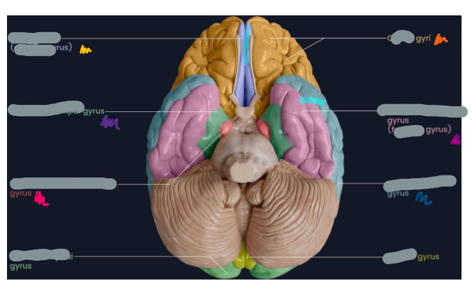 <p>Identify these gyri  </p>