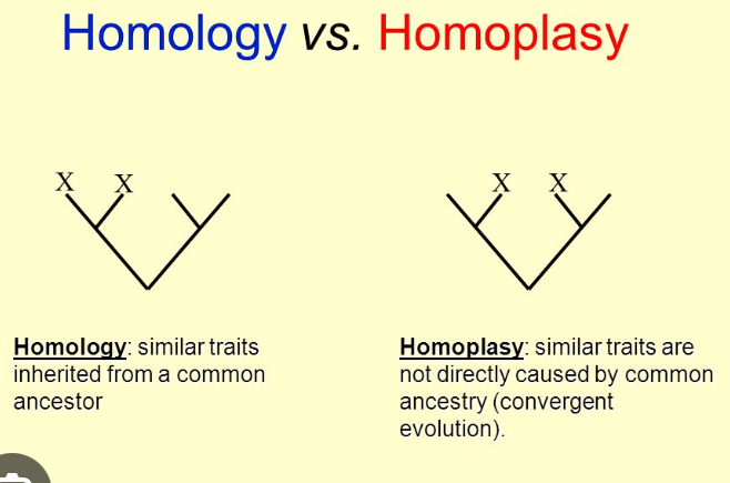 <p>similar or identical character states that were not derived from a common ancestor (convergence)</p>