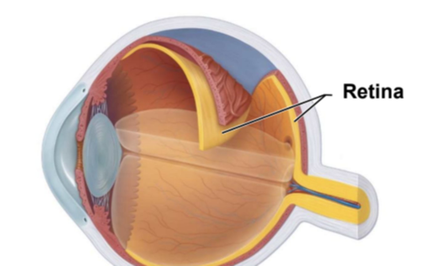 <p>retina</p>