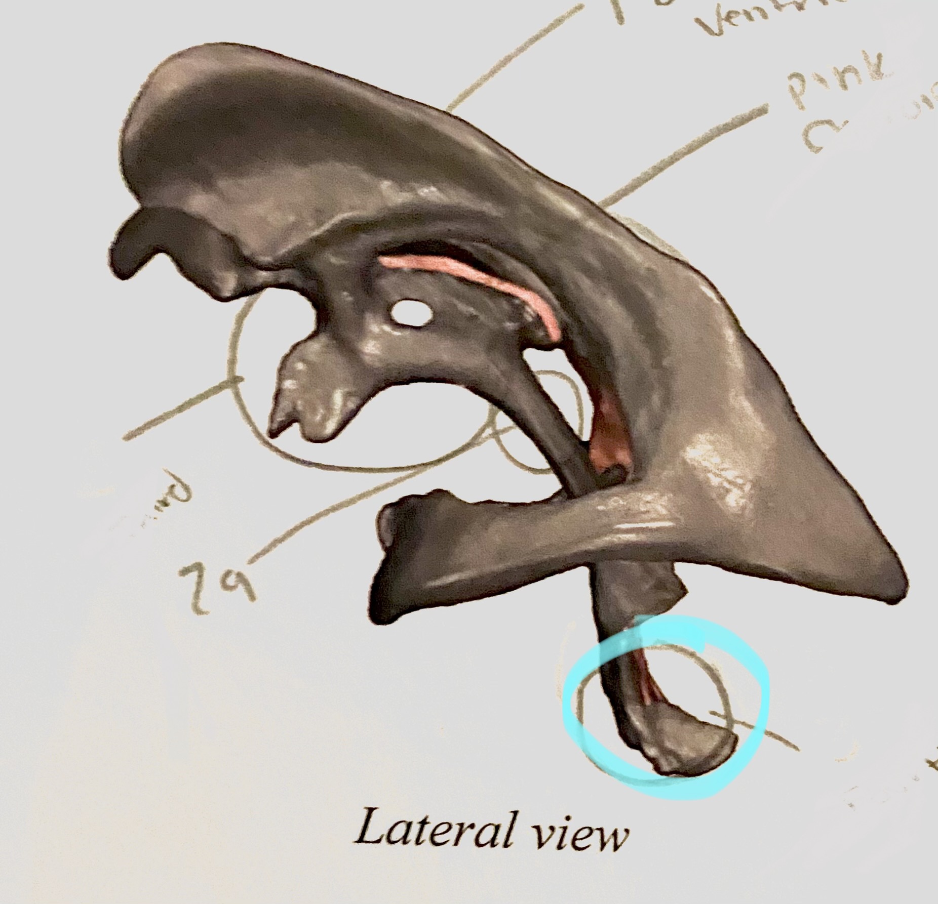 knowt flashcard image