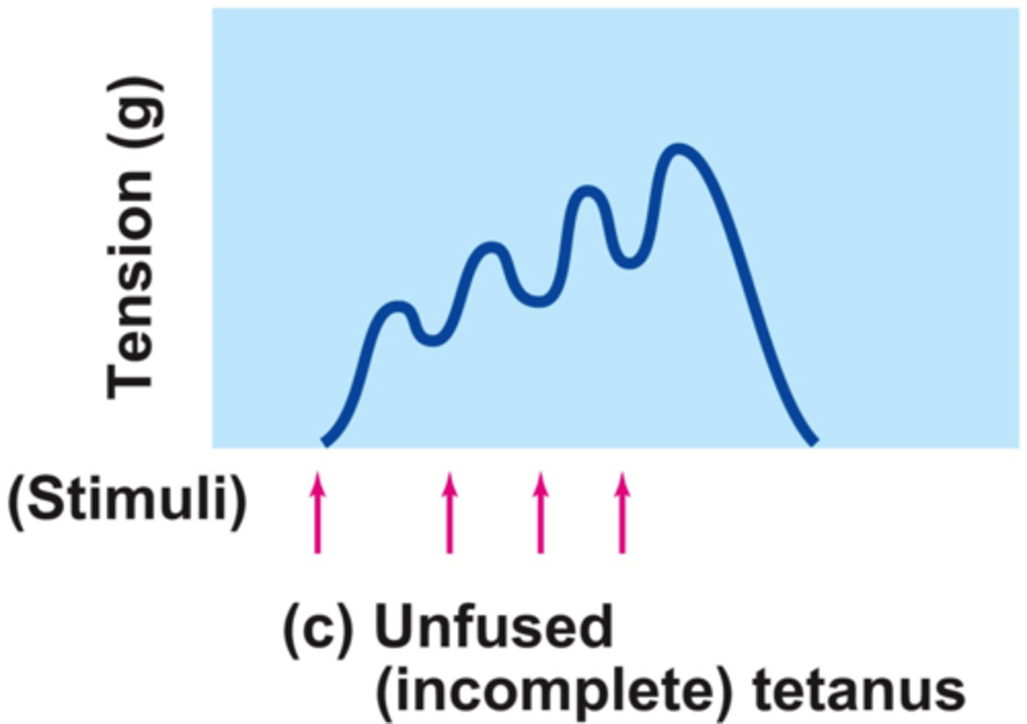 <p>some relaxation occurs between contractions</p>