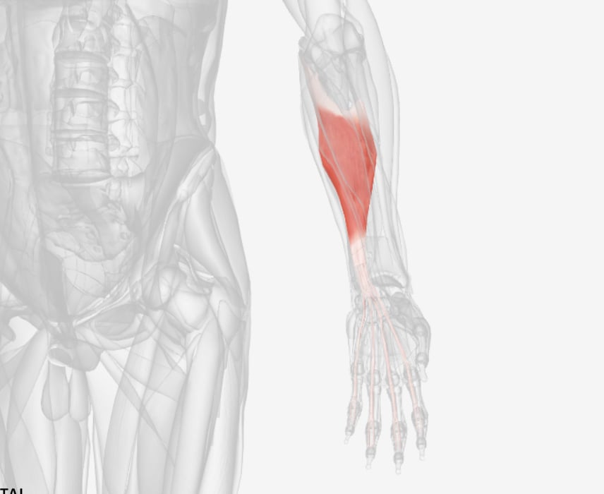 <p>what muscle is this </p>