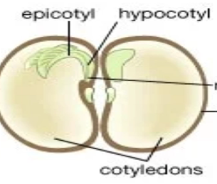 <p>Two cotyledon, netlike venation, taproot, multiples of 4 or 5</p>
