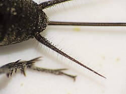 <p><strong><mark data-color="rgba(0, 0, 0, 0)" style="background-color: rgba(0, 0, 0, 0); color: inherit;">a pair of appendages located on the posterior-most abdominal segment of many insects</mark></strong><span>,</span></p><p><span>ex) mayfly nymphs</span></p>